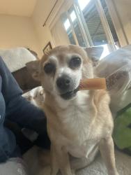 Lost Female Dog last seen Intersection of 152nd and pacific avenue by spanaway park, Parkland, WA 98444