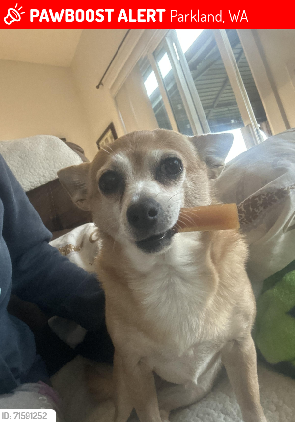 Lost Female Dog last seen Intersection of 152nd and pacific avenue by spanaway park, Parkland, WA 98444