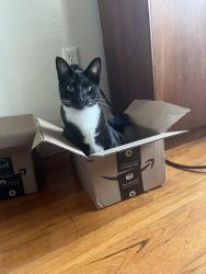 Lost Female Cat last seen Kalmia and Vancouver Ave , San Diego, CA 92104