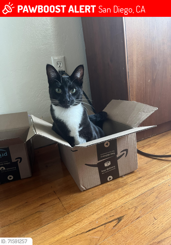 Lost Female Cat last seen Kalmia and Vancouver Ave , San Diego, CA 92104