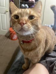 Lost Male Cat last seen Sanguinetti, Stockton, CA 95205