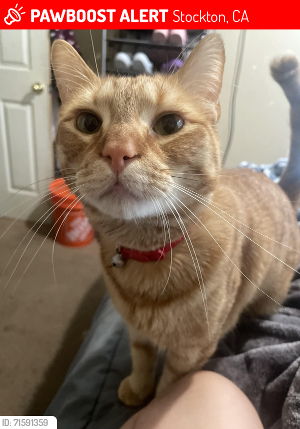 Lost Male Cat last seen Sanguinetti, Stockton, CA 95205
