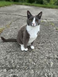 Lost Male Cat last seen Beginning of Knollwood subdivision in Highland Heights near Highland Meadows condos & water tower, Highland Heights, KY 41076