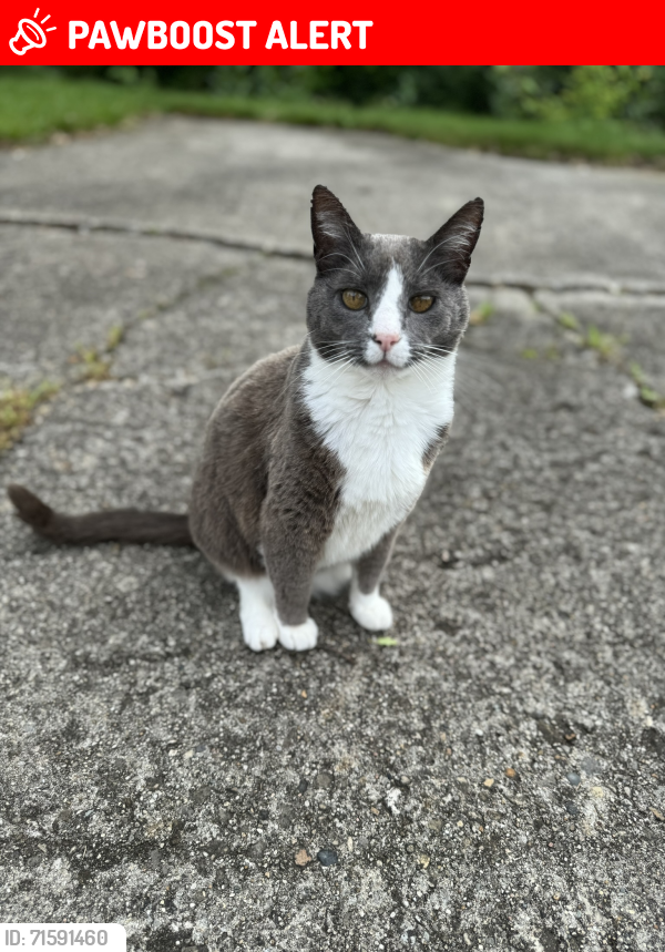 Lost Male Cat last seen Beginning of Knollwood subdivision in Highland Heights near Highland Meadows condos & water tower, Highland Heights, KY 41076