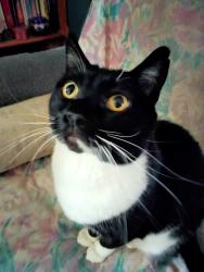 Lost Male Cat last seen Augusta and Spy Glass St Payette Idaho , Payette, ID 83661