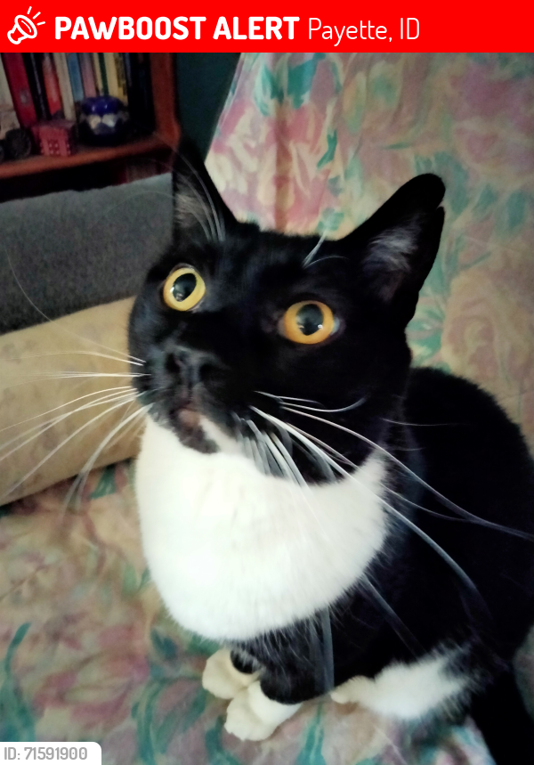 Lost Male Cat last seen Augusta and Spy Glass St Payette Idaho , Payette, ID 83661