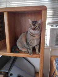 Lost Female Cat last seen Auburn and Carriage, Citrus Heights, CA 95621