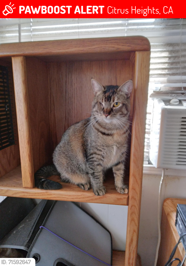 Lost Female Cat last seen Auburn and Carriage, Citrus Heights, CA 95621
