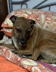 Lost Male Dog last seen 157and 53st, Miami, FL 33185