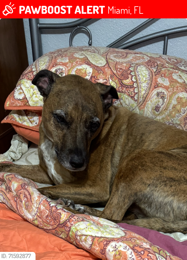 Lost Male Dog last seen 157and 53st, Miami, FL 33185