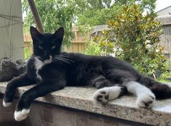 Lost Male Cat last seen Richvale Ln @ Eastcape.  Behind the El Dorado Trace cndmniums, Webster, TX 77598