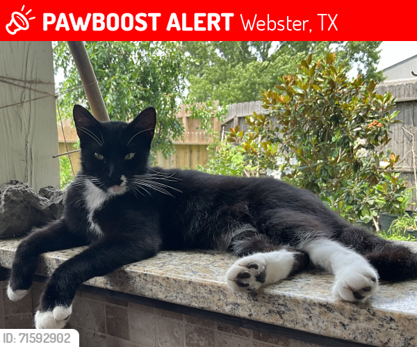 Lost Male Cat last seen Richvale Ln @ Eastcape.  Behind the El Dorado Trace cndmniums, Webster, TX 77598