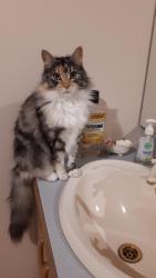 Lost Female Cat last seen Near Craig Hill Dve, Wheelers Hill, Wheelers Hill, VIC 3150