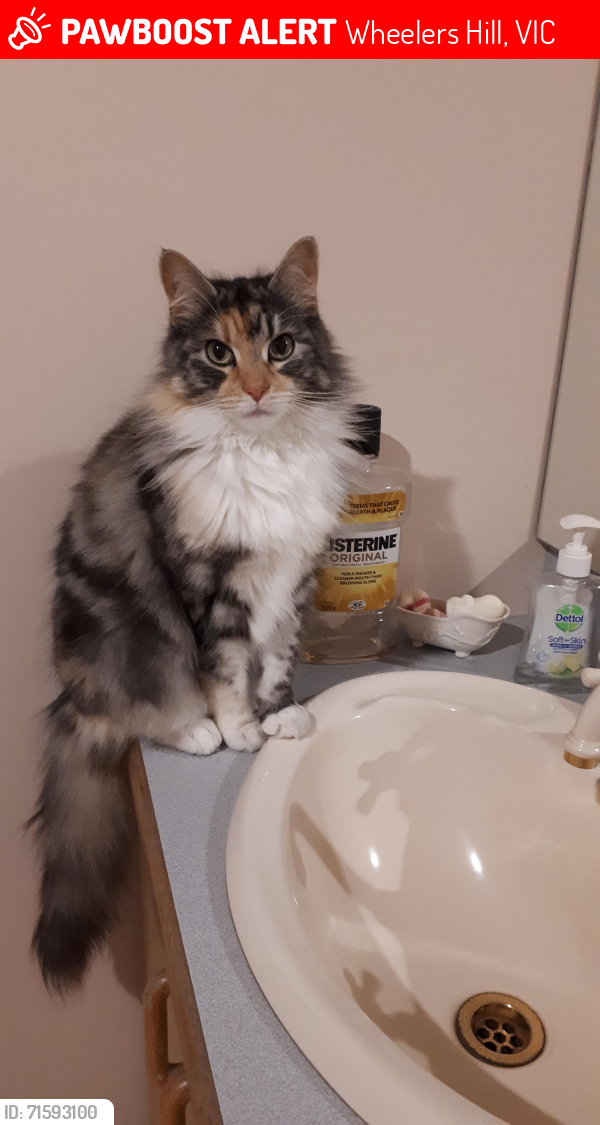 Lost Female Cat last seen Near Craig Hill Dve, Wheelers Hill, Wheelers Hill, VIC 3150