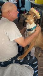 Lost Female Dog last seen NE 304th Street , Okeechobee, FL 34972