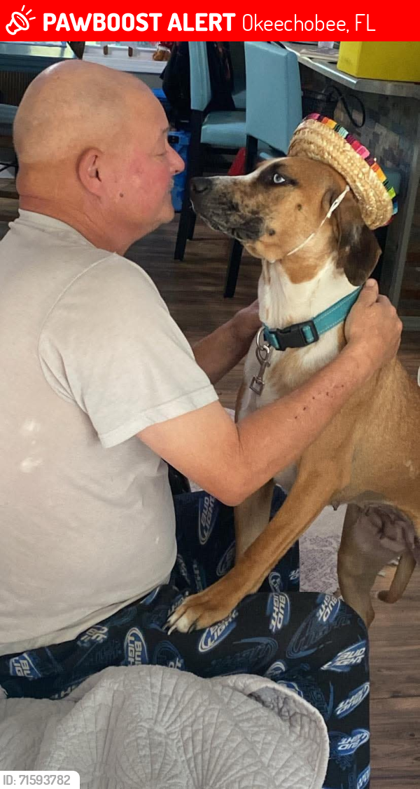 Lost Female Dog last seen NE 304th Street , Okeechobee, FL 34972