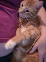 Lost Female Cat last seen Washington Ave SW/Thorne Lane SW, Lakewood, WA 98498
