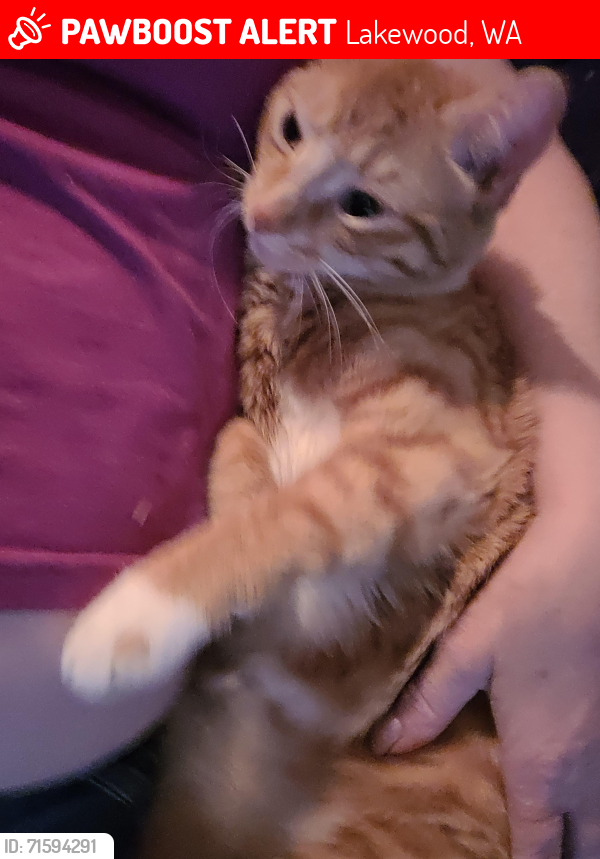 Lost Female Cat last seen Washington Ave SW/Thorne Lane SW, Lakewood, WA 98498