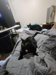 Lost Female Cat last seen Crowfoot and Knights Way , Harker Heights, TX 76548