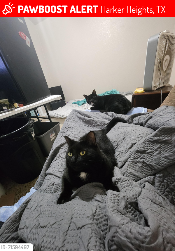 Lost Female Cat last seen Crowfoot and Knights Way , Harker Heights, TX 76548