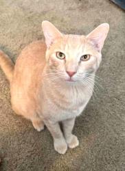 Lost Male Cat last seen Hunters Run Blvd and Old Polk City Rd, Polk County, FL 33809