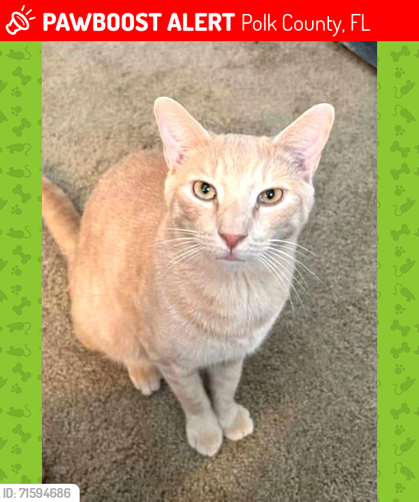 Lost Male Cat last seen Hunters Run Blvd and Old Polk City Rd, Polk County, FL 33809