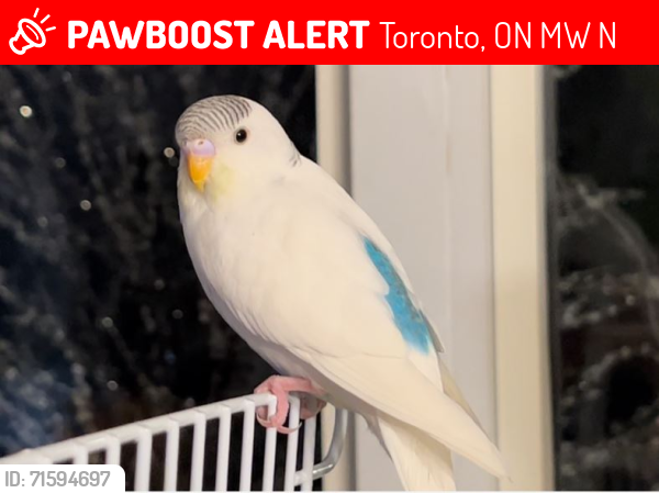 Lost Female Bird last seen Mount Pleasant & Elm Ave., Toronto, ON M4W 1N2
