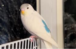 Lost Female Bird last seen Mount Pleasant & Elm Ave., Toronto, ON M4W 1N2