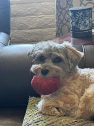 Lost Female Dog last seen Shumaker and Shannon Rd, Tucson, AZ 85741