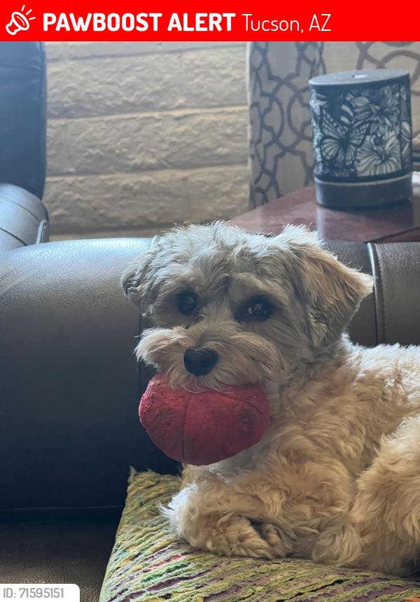 Lost Female Dog last seen Shumaker and Shannon Rd, Tucson, AZ 85741