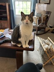 Lost Male Cat last seen Cherrington Dr in Berkeley Hills neighborhood in Ross. Off of Thompson Run, Pittsburgh, PA 15237