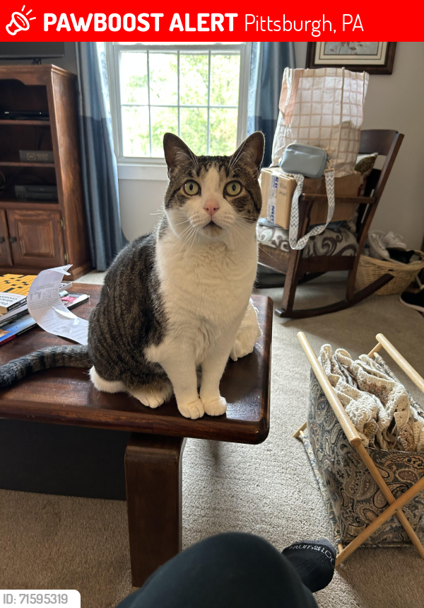 Lost Male Cat last seen Cherrington Dr in Berkeley Hills neighborhood in Ross. Off of Thompson Run, Pittsburgh, PA 15237