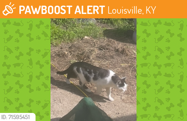 Found/Stray Unknown Cat last seen Price Elementary, Newburg , Louisville, KY 40218