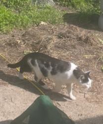 Found/Stray Unknown Cat last seen Price Elementary, Newburg , Louisville, KY 40218