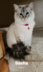 Lost Female Cat last seen Near Mulligan Street right on the golf course, Colorado Springs, CO 80920