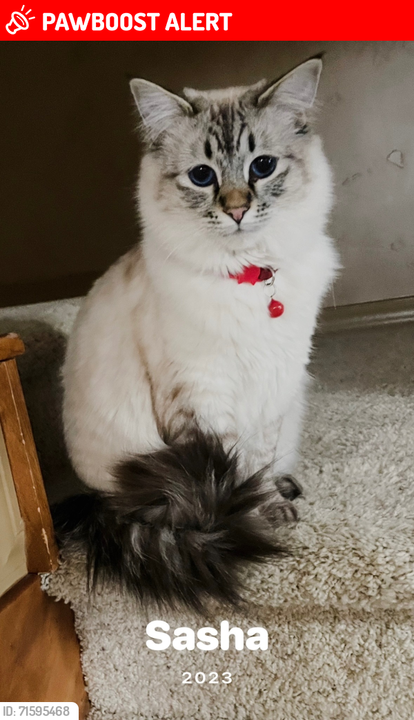 Lost Female Cat last seen Near Mulligan Street right on the golf course, Colorado Springs, CO 80920