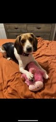 Lost Female Dog last seen Near vonore,Tn , Vonore, TN 37885