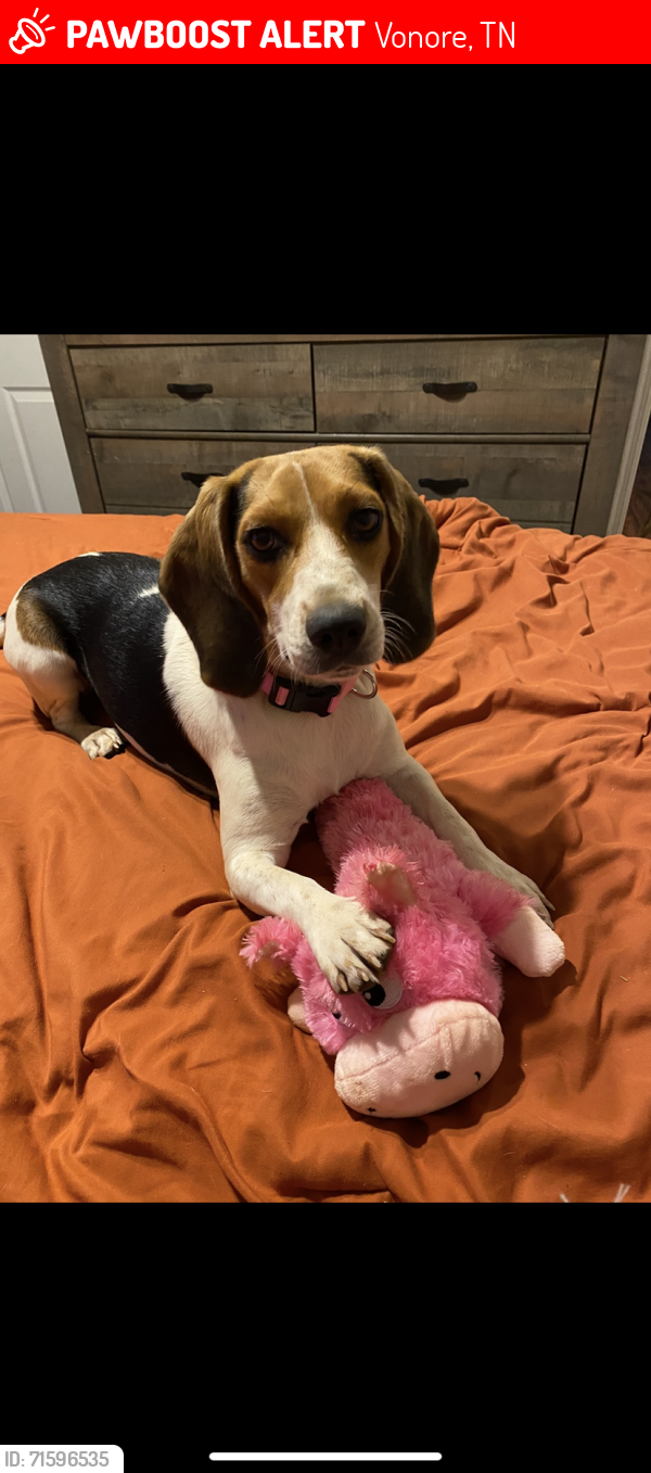 Lost Female Dog last seen Near vonore,Tn , Vonore, TN 37885