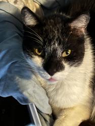 Lost Male Cat last seen Finch,lexington,glenwood,Dewey , Rochester, NY 14613