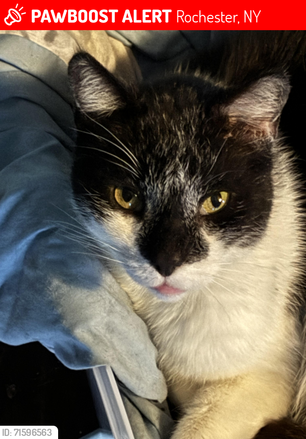 Lost Male Cat last seen Finch,lexington,glenwood,Dewey , Rochester, NY 14613