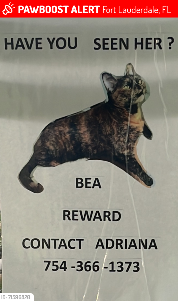 Lost Female Cat last seen Near ne 56 street, Fort Lauderdale 33334, Fort Lauderdale, FL 33334