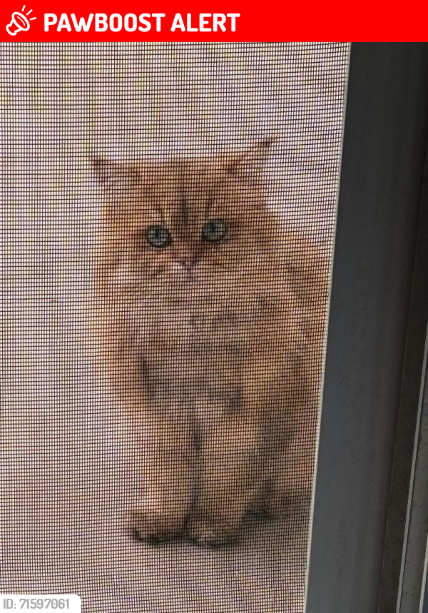 Lost Male Cat last seen Oldenberg Court and Penrose , Rancho Cucamonga, CA 91739