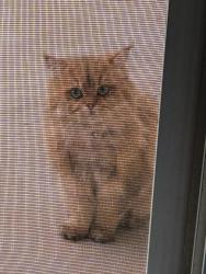 Lost Male Cat last seen Oldenberg Court and Penrose , Rancho Cucamonga, CA 91739
