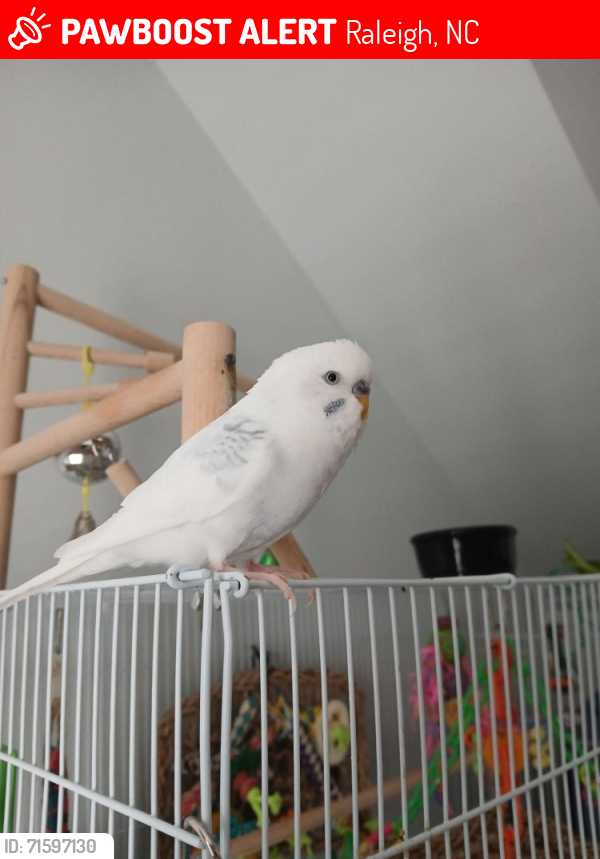 Lost Male Bird last seen Sawmill & Leadmine, Raleigh, NC 27615