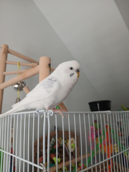 Lost Male Bird last seen Sawmill & Leadmine, Raleigh, NC 27615