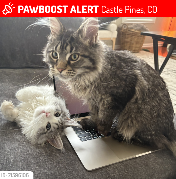 Lost Male Cat last seen Esperanza Community in Castle Pines, Castle Pines, CO 80108