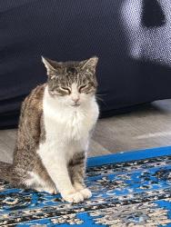 Lost Female Cat last seen gypsy pt, San Antonio, TX 78245