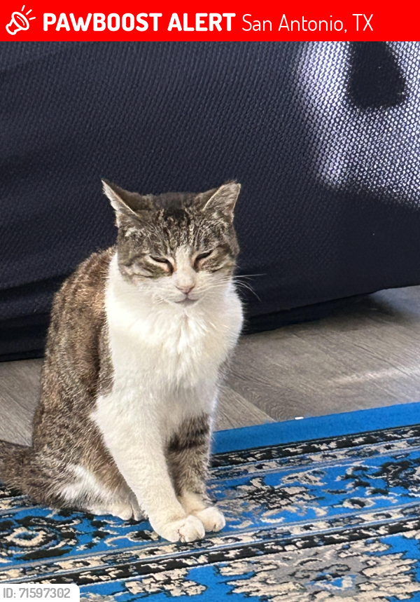 Lost Female Cat last seen gypsy pt, San Antonio, TX 78245