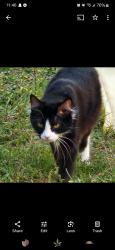 Lost Male Cat last seen 34th st and 74th Ave n, Pinellas Park, FL 33781