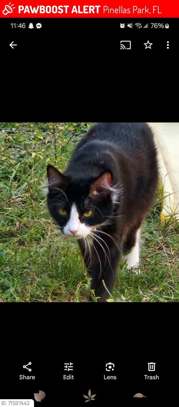 Lost Male Cat last seen 34th st and 74th Ave n, Pinellas Park, FL 33781